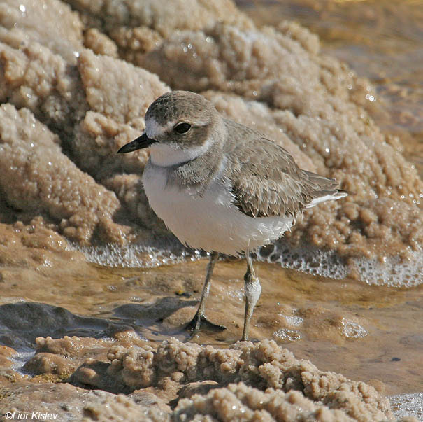 חופמי חוף  Greater Sand Plover Charadrius leschenaultii                אילת,דצמבר 2007.